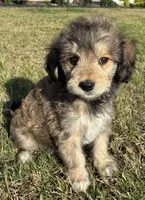 Green collar, a female Goldendoodle for sale in Farmersville, TX – 2 of 5