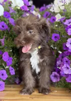 Yellow collar, a female Schnoodle for sale in Farmersville, TX – Photo 3 of 4