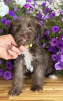 Yellow collar, a female Schnoodle for sale in Farmersville, TX – Photo 4 of 4
