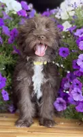 Yellow collar, a female Schnoodle for sale in Farmersville, TX – Photo 2 of 4