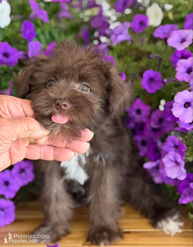 Yellow collar – Schnoodle puppy for sale in Farmersville, TX