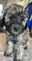 Gray collar , a female Goldendoodle for sale in Farmersville, TX – 3 of 3