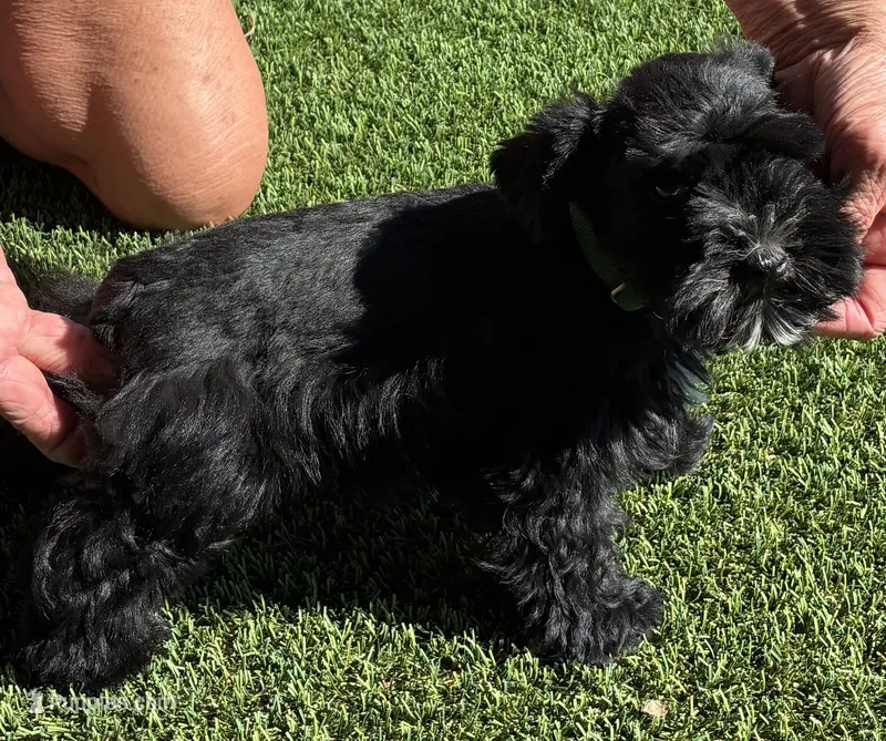 Green collar male – Miniature Schnauzer puppy for sale in Farmersville, TX