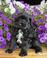 Neon green , a male Schnoodle for sale in Farmersville, TX – Photo 3 of 5