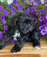 Neon green , a male Schnoodle for sale in Farmersville, TX – Photo 2 of 5