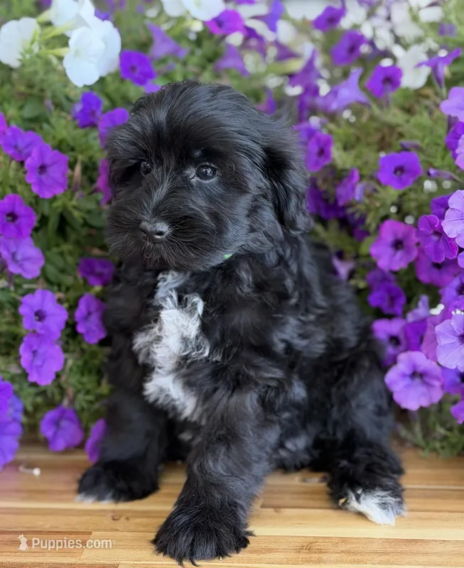Neon green  – Schnoodle puppy for sale in Farmersville, TX