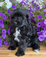 Neon green , a male Schnoodle for sale in Farmersville, TX – Photo 1 of 5