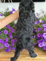 Neon green , a male Schnoodle for sale in Farmersville, TX – Photo 5 of 5