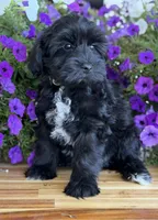 Neon green , a male Schnoodle for sale in Farmersville, TX – Photo 4 of 5