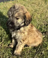Orange female , a female Goldendoodle for sale in Farmersville, TX – 2 of 4