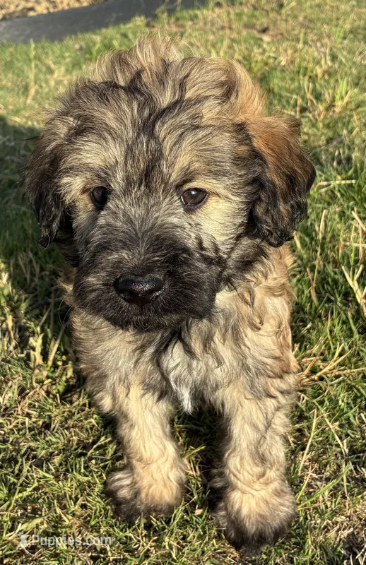Orange female  – Goldendoodle puppy for sale in Farmersville, TX
