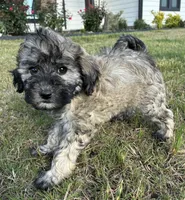 Cream collar , a male Goldendoodle for sale in Farmersville, TX – 2 of 2