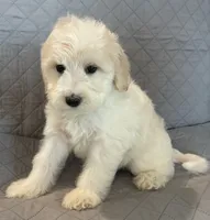 Wheaton , a female Goldendoodle for sale in Farmersville, TX – 2 of 2