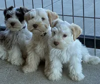 Black collar male, a male Miniature Schnauzer for sale in Farmersville, TX – 3 of 4