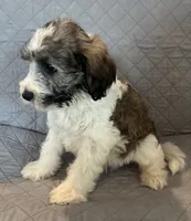 Teal collar, a male Goldendoodle for sale in Farmersville, TX – 3 of 3
