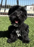 Green collar male, a male Miniature Schnauzer for sale in Farmersville, TX – 3 of 5