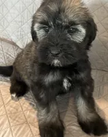 Blue collar , a female Goldendoodle for sale in Farmersville, TX – 2 of 5