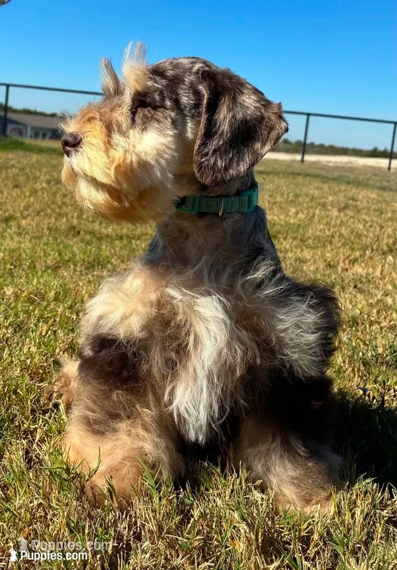Teal collar chocolate Merle – Miniature Schnauzer puppy for sale in Farmersville, TX