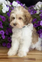Black collar, a male Schnoodle for sale in Farmersville, TX – Photo 3 of 8