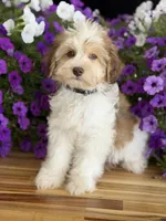 Black collar, a male Schnoodle for sale in Farmersville, TX – Photo 8 of 8