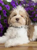 Black collar, a male Schnoodle for sale in Farmersville, TX – Photo 2 of 8