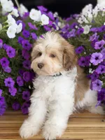 Black collar, a male Schnoodle for sale in Farmersville, TX – Photo 6 of 8