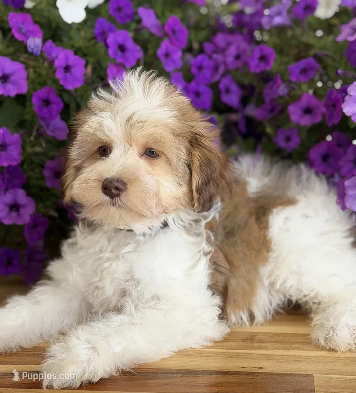 Black collar – Schnoodle puppy for sale in Farmersville, TX