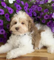 Black collar, a male Schnoodle for sale in Farmersville, TX – Photo 1 of 8