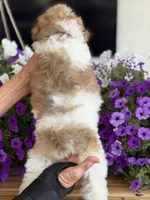 Black collar, a male Schnoodle for sale in Farmersville, TX – Photo 4 of 8