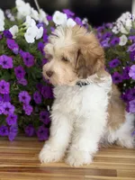 Black collar, a male Schnoodle for sale in Farmersville, TX – Photo 7 of 8
