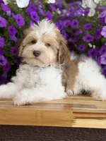 Black collar, a male Schnoodle for sale in Farmersville, TX – Photo 5 of 8