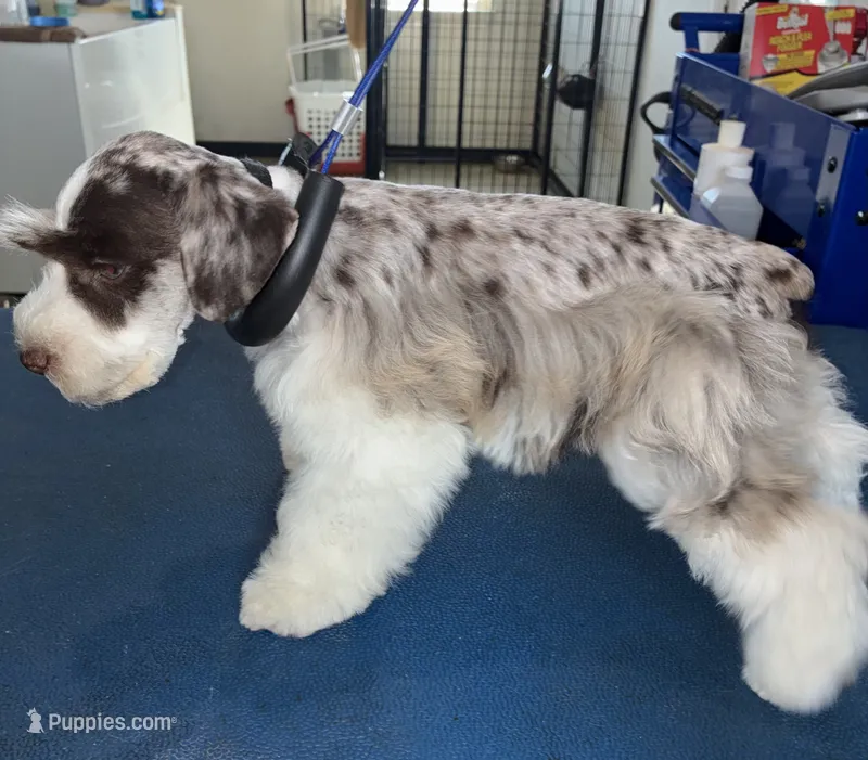 Black collar male – Miniature Schnauzer puppy for sale in Farmersville, TX