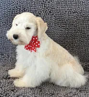 Red collar male , a male Miniature Schnauzer for sale in Farmersville, TX – Photo 3 of 5