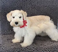 Red collar male , a male Miniature Schnauzer for sale in Farmersville, TX – Photo 5 of 5