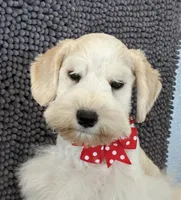 Red collar male , a male Miniature Schnauzer for sale in Farmersville, TX – Photo 1 of 5