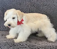 Red collar male , a male Miniature Schnauzer for sale in Farmersville, TX – Photo 2 of 5