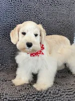 Red collar male , a male Miniature Schnauzer for sale in Farmersville, TX – Photo 4 of 5