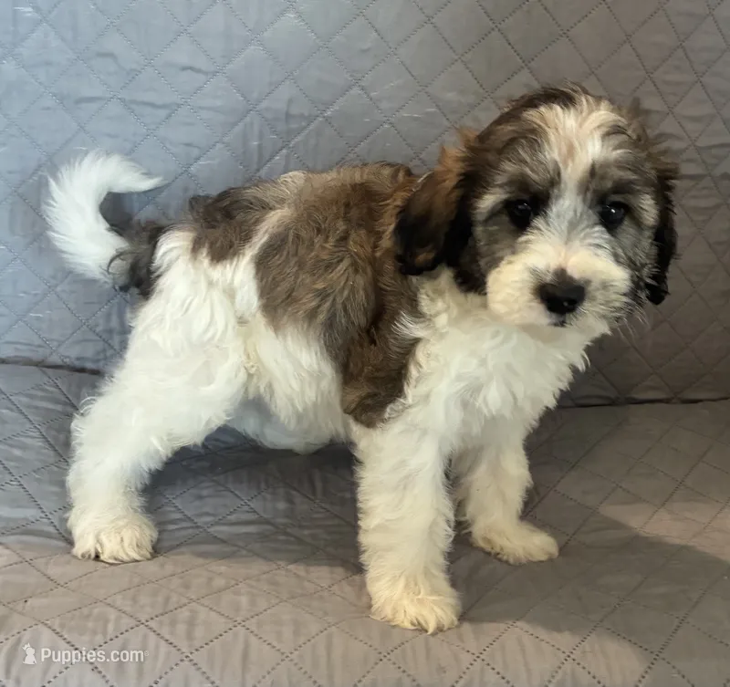 Teal collar – Goldendoodle puppy for sale in Farmersville, TX
