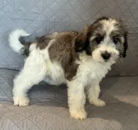 Teal collar, a male Goldendoodle for sale in Farmersville, TX – 1 of 3