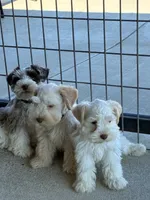 Black collar male, a male Miniature Schnauzer for sale in Farmersville, TX – 4 of 4