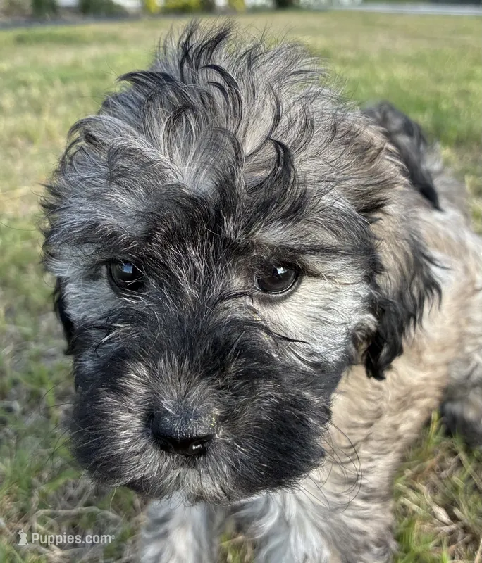 Cream collar , a male Goldendoodle for sale in Farmersville, TX – 1 of 2