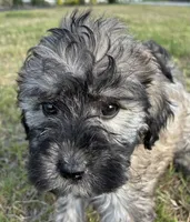 Cream collar , a male Goldendoodle for sale in Farmersville, TX – 1 of 2