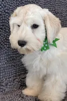 Green collar male, a male Miniature Schnauzer for sale in Farmersville, TX – Photo 3 of 3