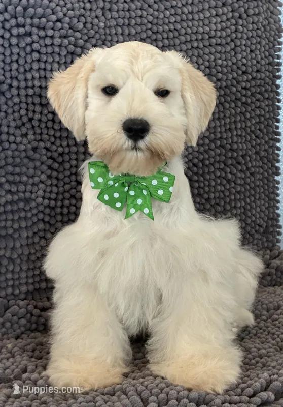 Green collar male – Miniature Schnauzer puppy for sale in Farmersville, TX