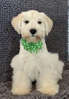 Green collar male, a male Miniature Schnauzer for sale in Farmersville, TX – Photo 1 of 3