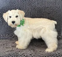 Green collar male, a male Miniature Schnauzer for sale in Farmersville, TX – Photo 2 of 3