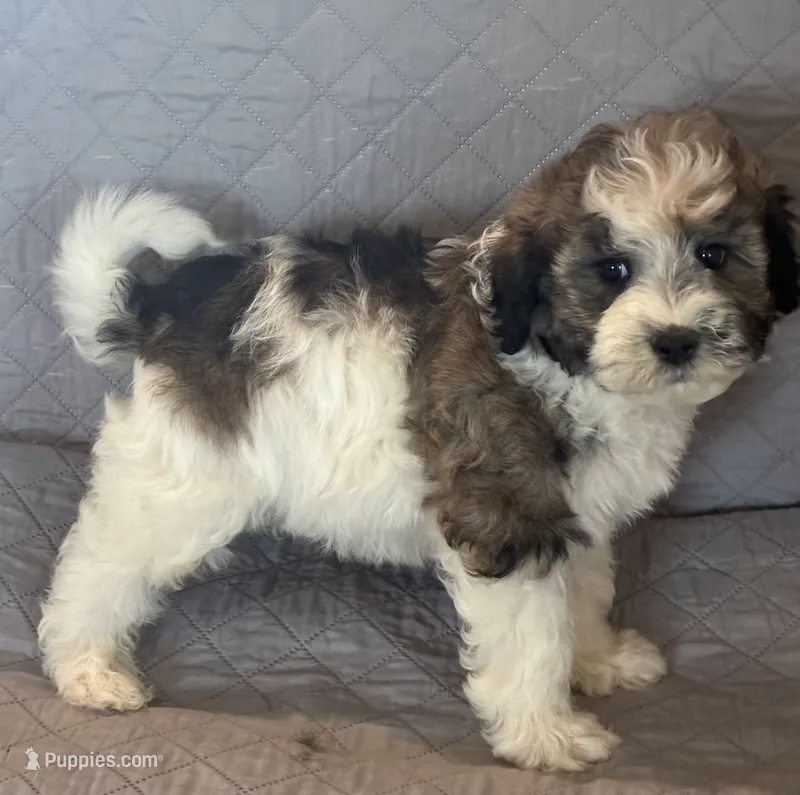 Yellow collar – Goldendoodle puppy for sale in Farmersville, TX