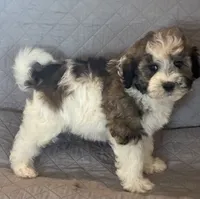 Yellow collar, a male Goldendoodle for sale in Farmersville, TX – 1 of 2