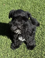 Green collar male, a male Miniature Schnauzer for sale in Farmersville, TX – 2 of 5