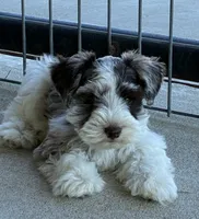 Black collar male, a male Miniature Schnauzer for sale in Farmersville, TX – 1 of 4